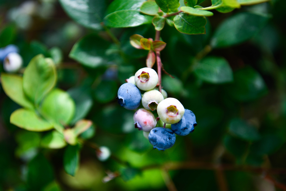 贵州麻江蓝莓开始采摘