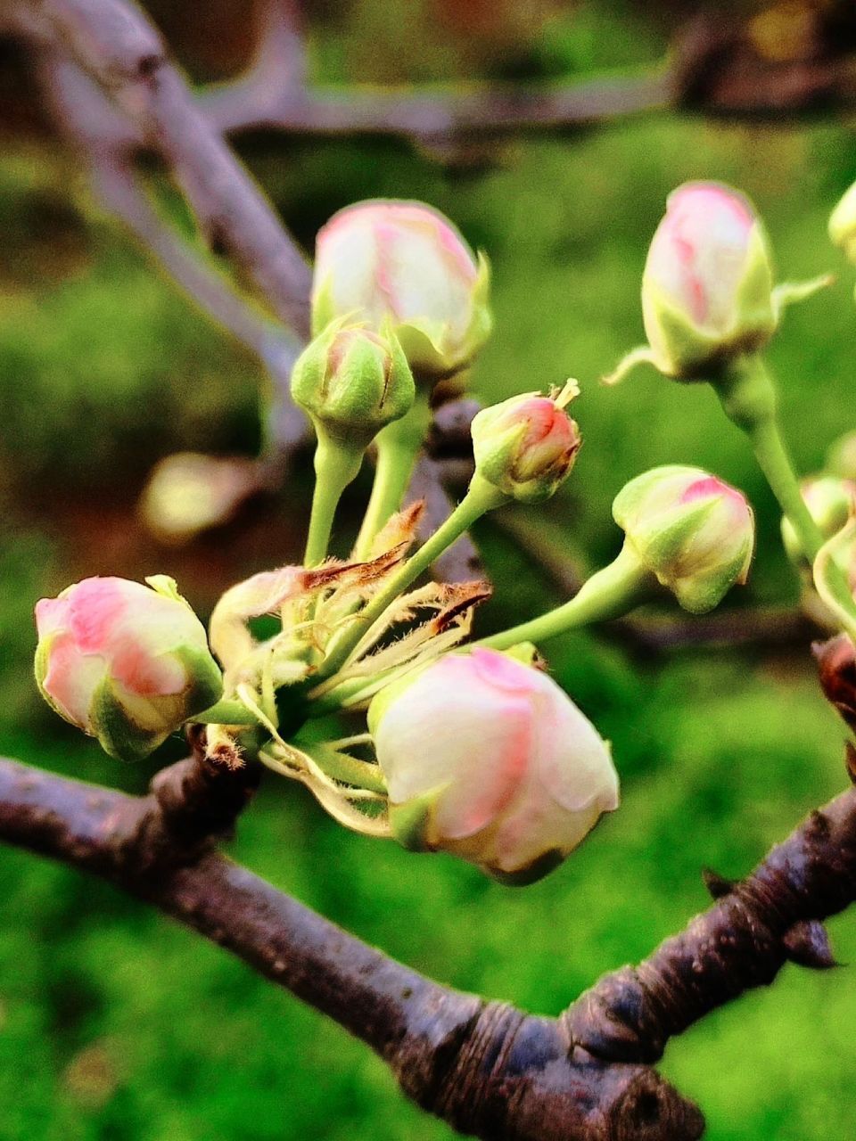 新津梨花开啦