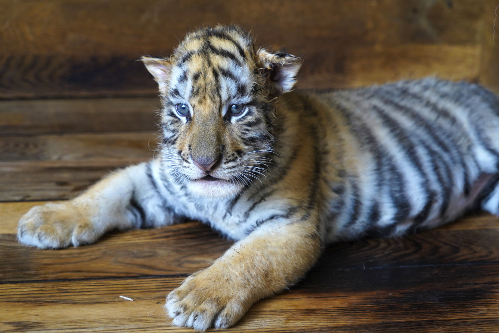 "萌虎上新"——小东北虎饲养记_腾讯新闻