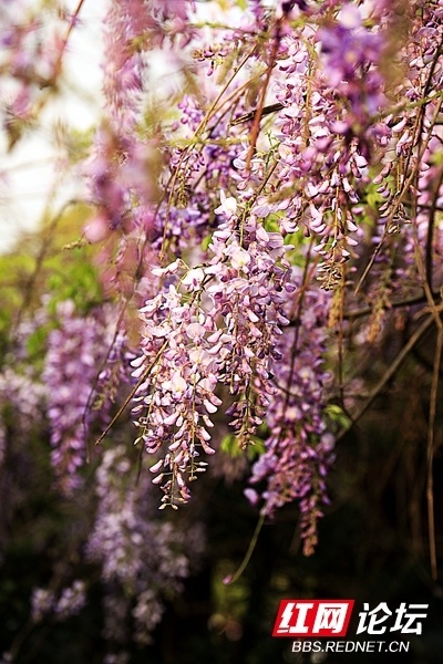 光影映衬花开如瀑,抬头与浪漫紫碰了个满怀_腾讯新闻
