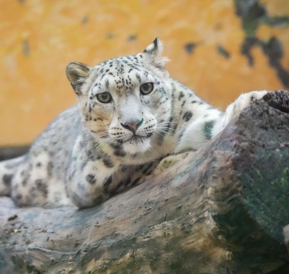 走近雪豹 爱上西宁