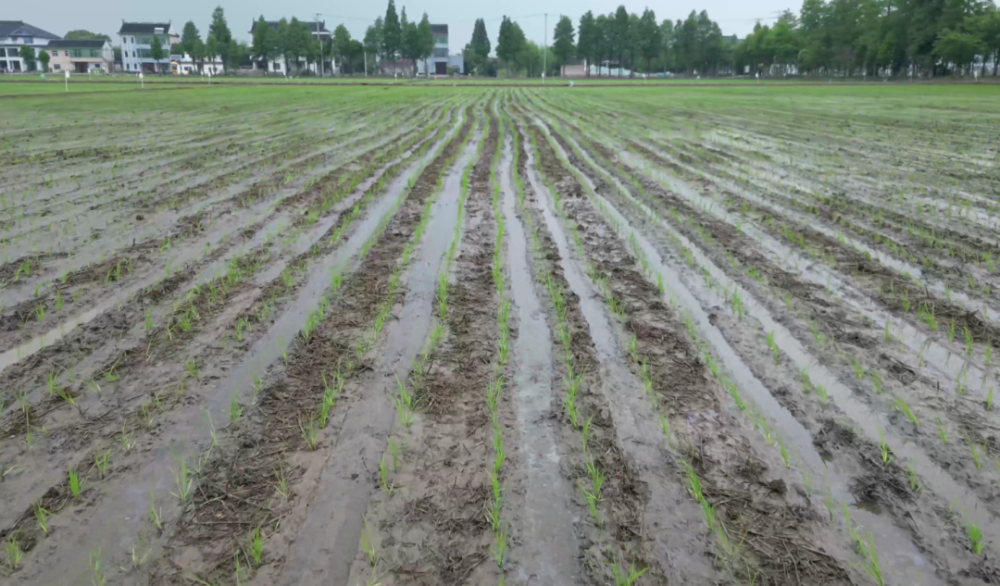 今日"芒种",农户田间地头忙插秧