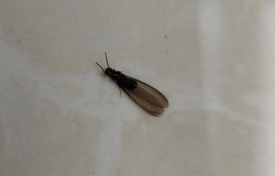 家中白蚁肆虐,如何才能不被白蚁"支配"?