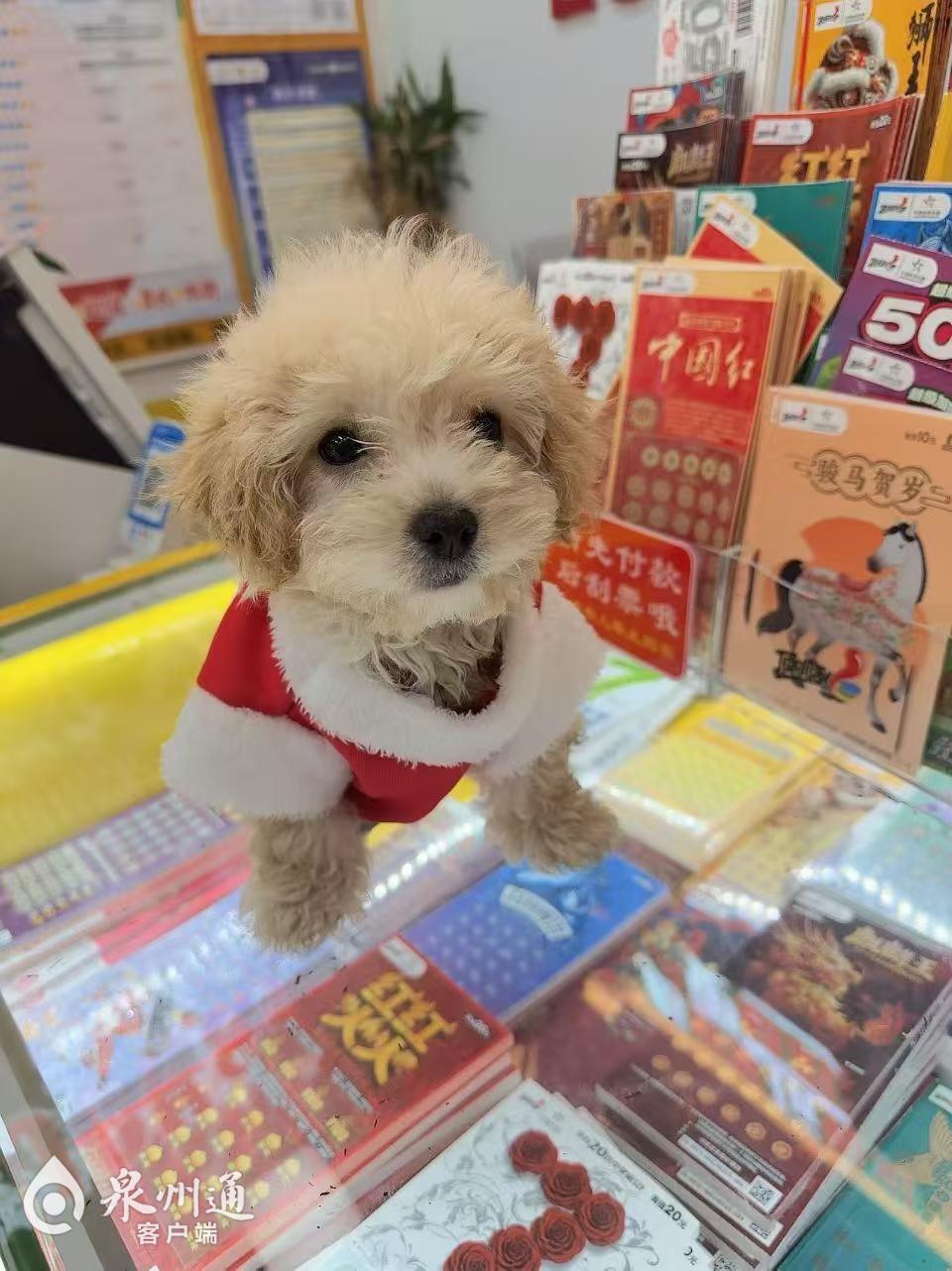 泉州彩票店藏着“打工萌犬”！会揽客、选彩票，网友：真旺财_腾讯新闻