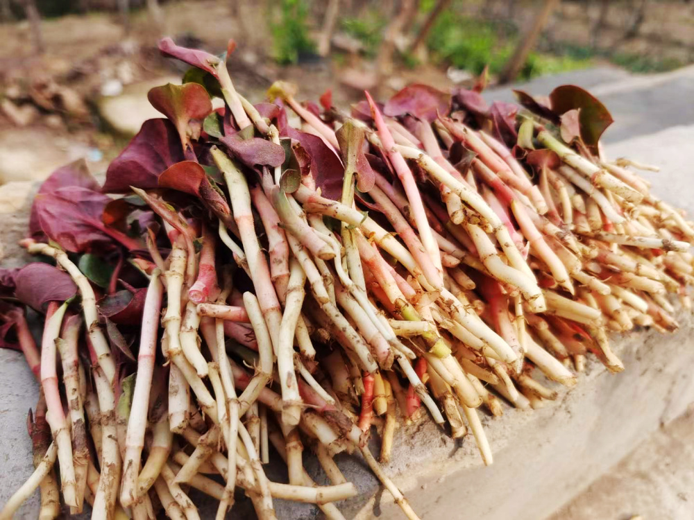 折耳根还有个名字叫鱼腥草.