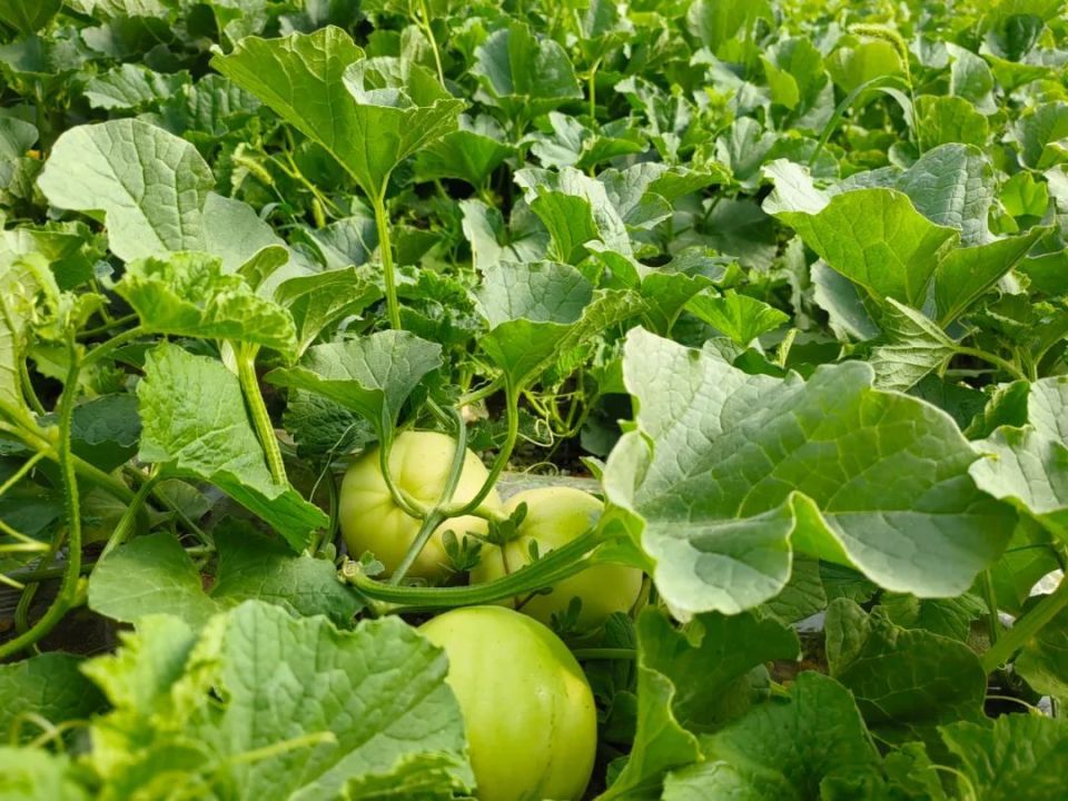 乡村振兴在路上丨灵台:甜瓜熟了 果农笑了