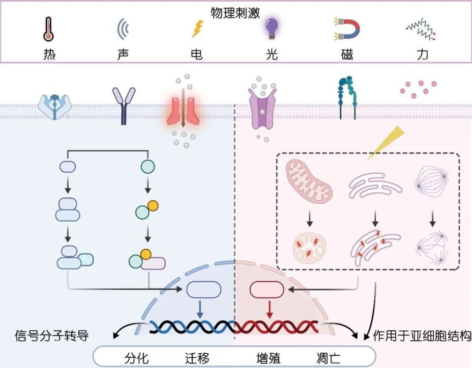 科学通报 | 物理生物医学——原创交叉研究的新领域