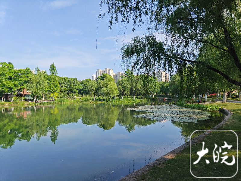 13合肥花冲公园:绣球花开"无尽夏"