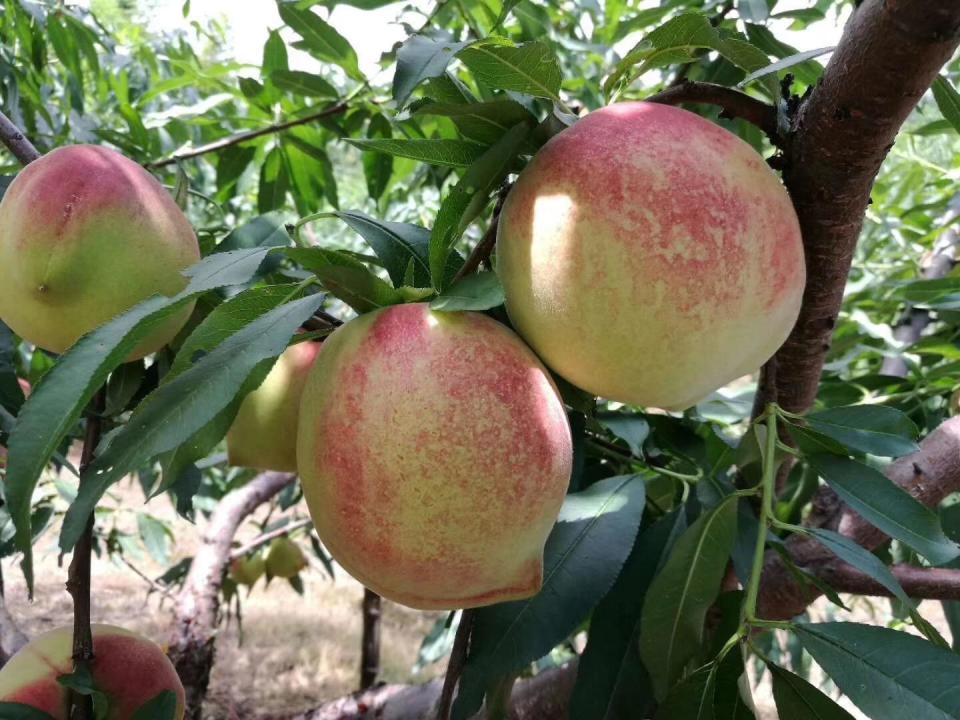 韶关翁源举办九仙桃文化嘉年华暨九仙桃推介活动