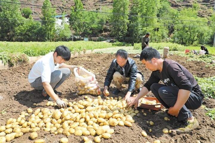 会泽县迤车镇1.5万余亩小春马铃薯喜获丰收