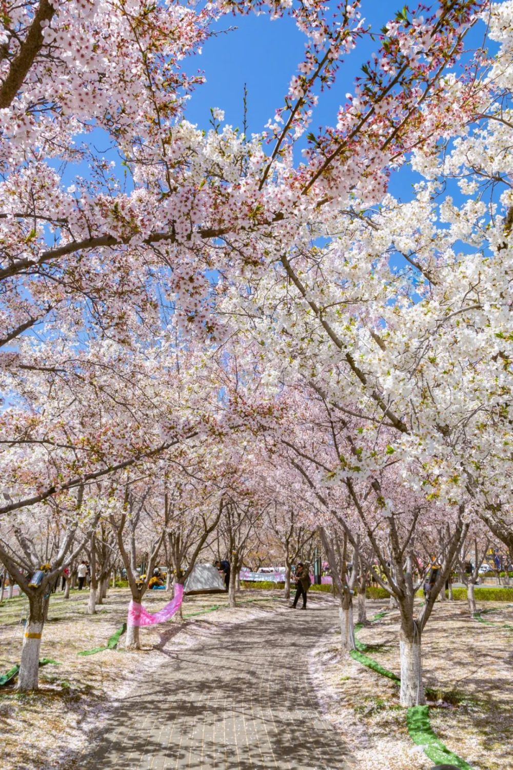 莱州月季花（莱州月季花节是5月25号还是五月二十五） 第1张