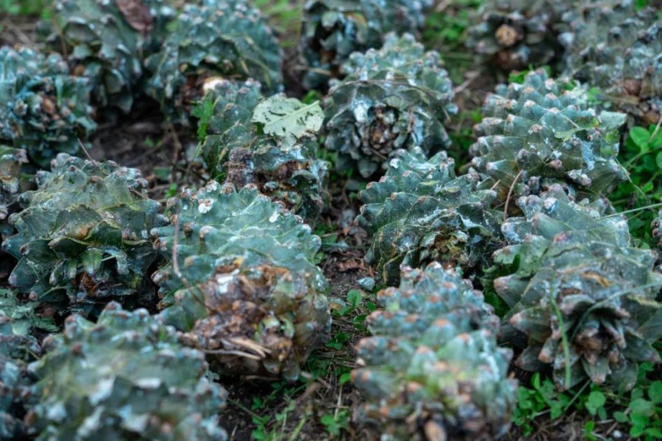 大颗粒东北野生松子限时抢