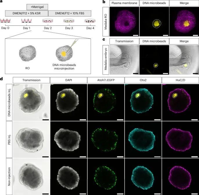 Nature Nanotechnology | 类器官中形态发生素的空间-时间控制：纳米DNA微珠开启精准生物工程新时代_腾讯新闻
