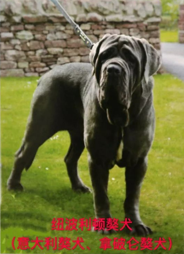 看图！北京城六区禁养这些烈犬、大型犬，养狗要注意这10个问题_腾讯新闻