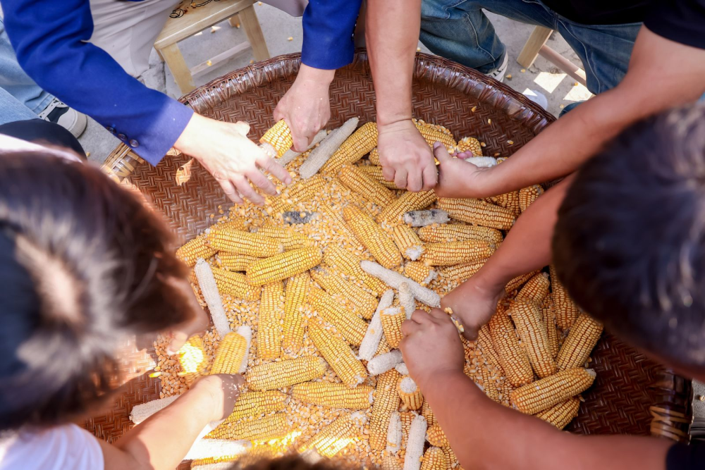 剥玉米,扁担挑粮,猕猴桃包装 周至县举办农民趣味运动会庆丰收