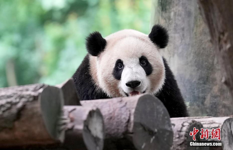 大熊猫卖萌憨态可掬