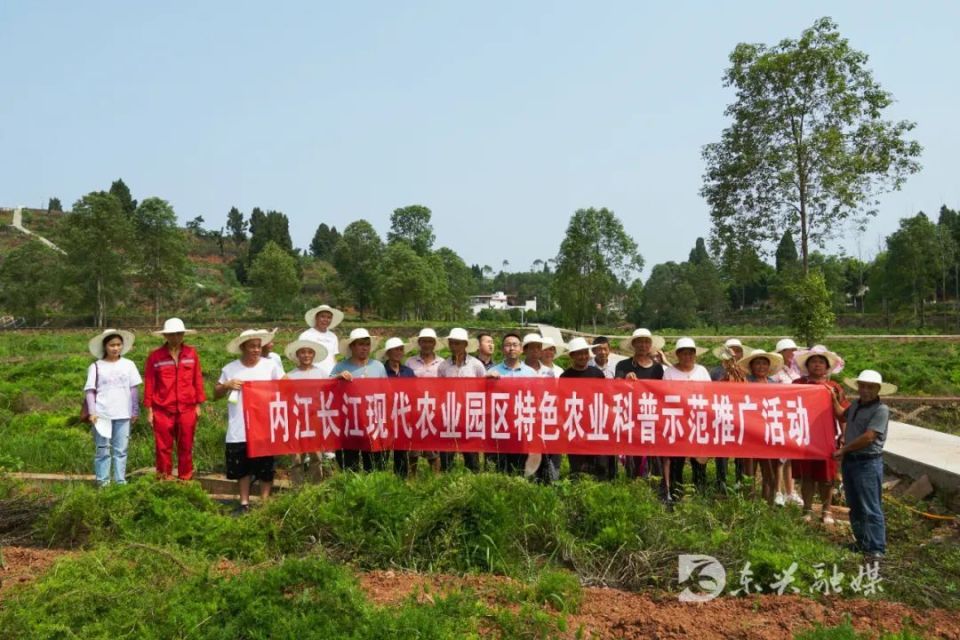 [南方生姜网-图片加载]