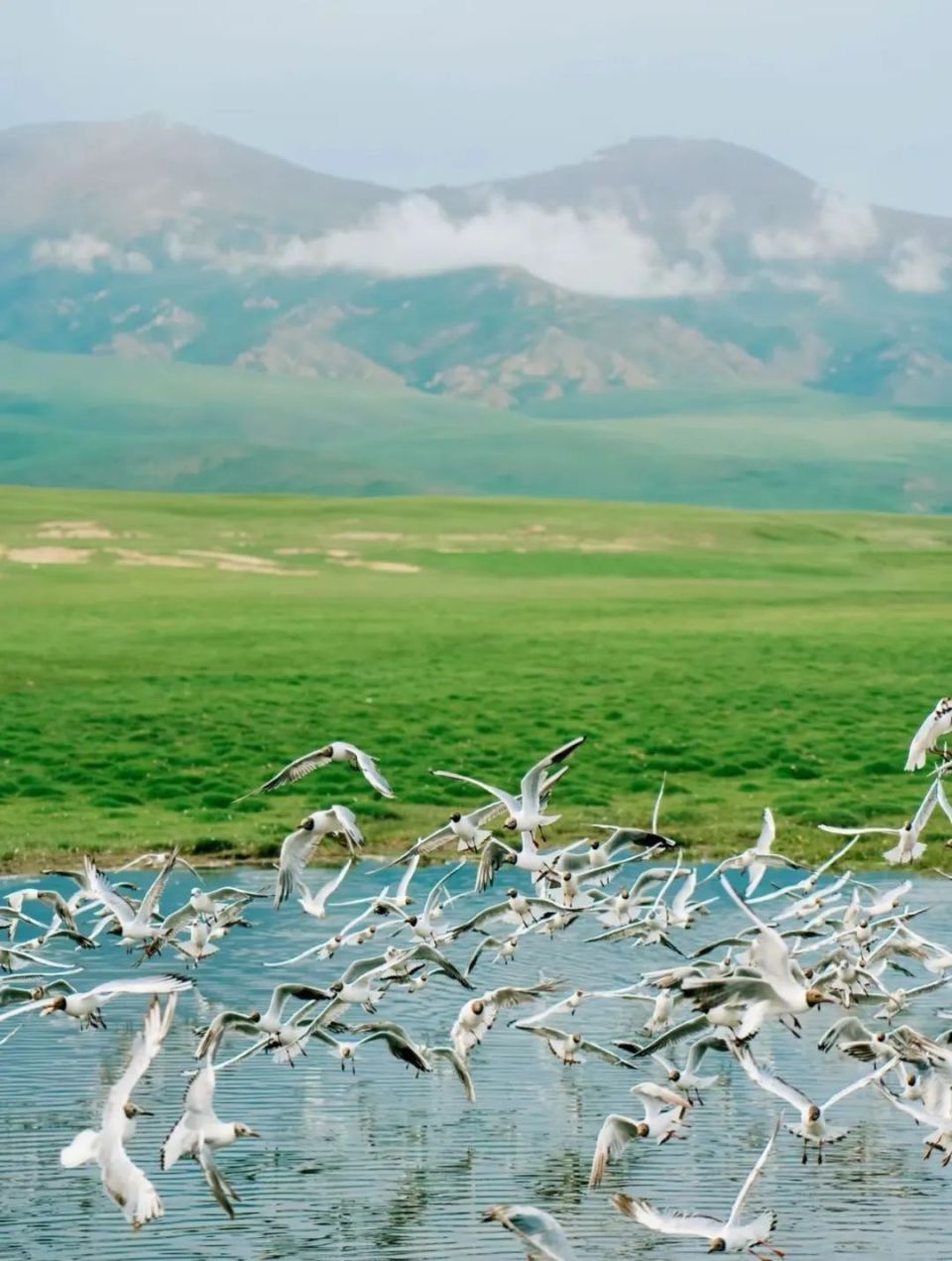 的广袤无垠,开都河的百转千回,罗布人村寨的神秘迷人,胡杨林的壮美