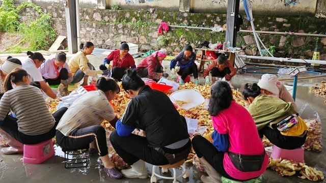 [南方生姜网-图片加载]