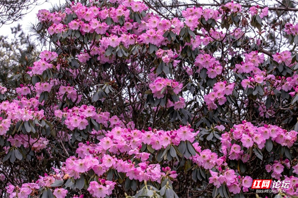 炎陵梨树洲千亩云锦杜鹃花依次绽放