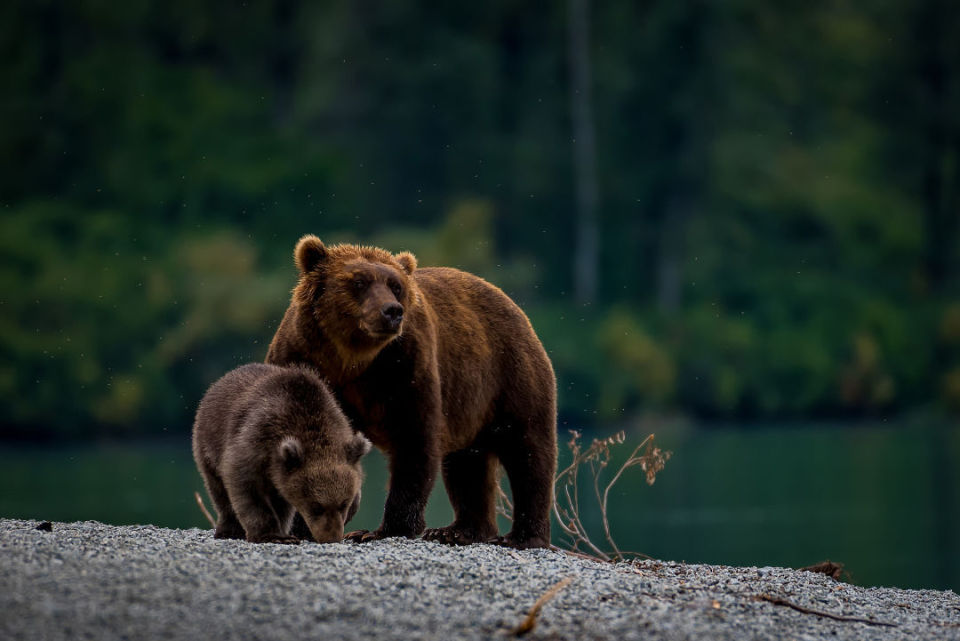 棕熊冬眠为何不易得血栓