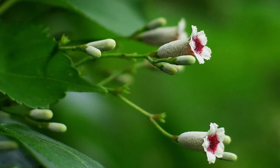 中国有个海南岛丨被名字耽误的海南糖水界"扛把子"——鸡屎藤