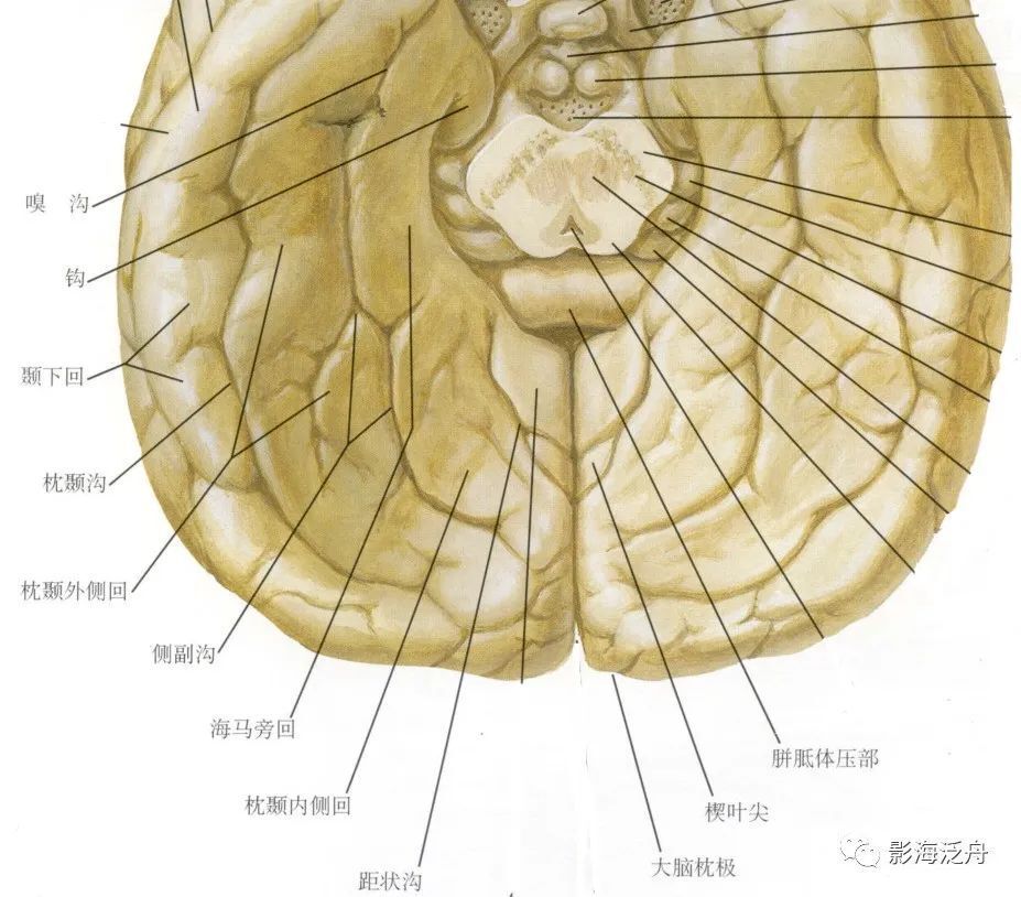 颞叶是哪个位置图片图片