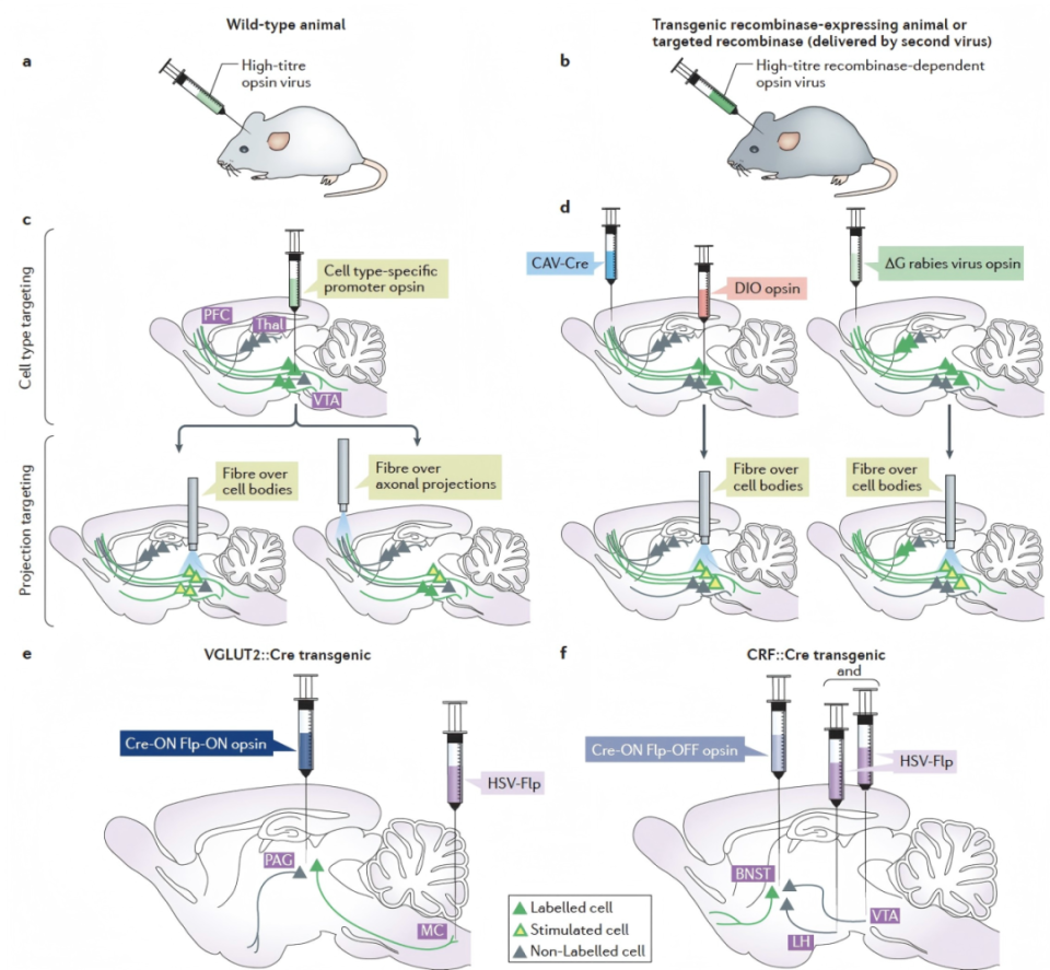 杀死主体的神经科学：我们只看到了行为的瞬间，却忽略了它一生的历史| 万字综述-腾讯新闻