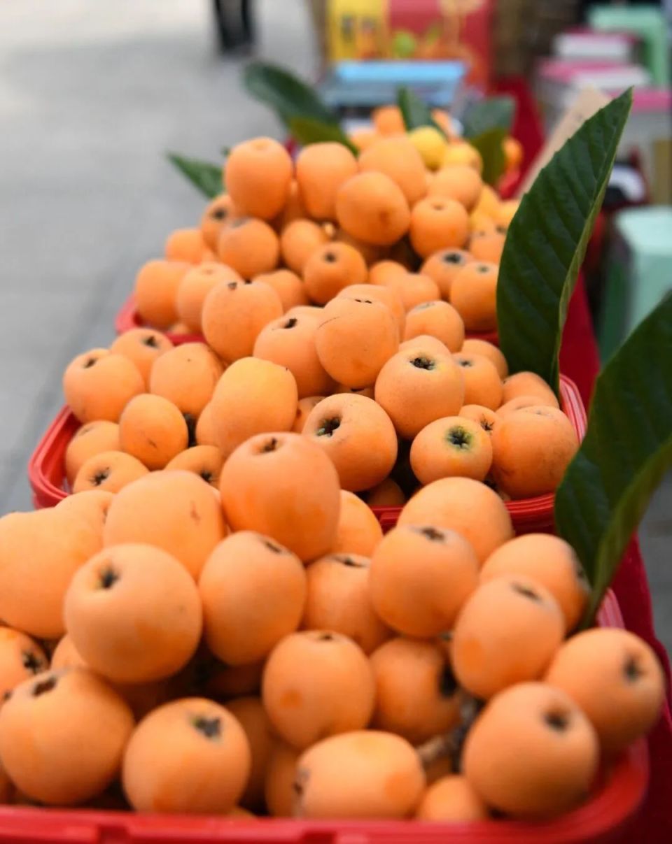 古楼枇杷熟了,快来抢"鲜"!