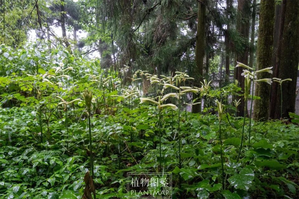 荞麦叶大百合,最不怕热的野花之一