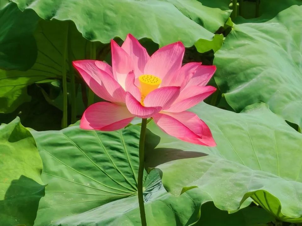 夏日盛景情无限