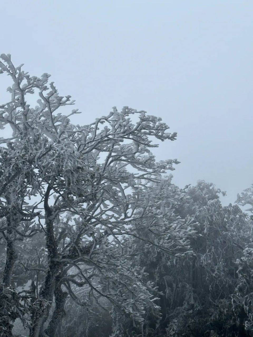 宁明县爱店镇公母山迎来雾凇景观