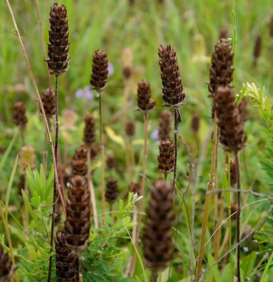 果实似玉米,一过夏至就变枯萎,但用来做凉茶是一绝,解暑又养肝
