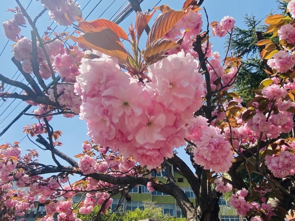 山姜花（山姜子花的图片） 第6张