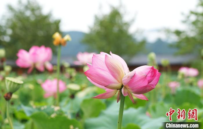 正值賞荷時,走進浙江省金華市武義縣柳城畲族鎮祝村的十里荷花物種園