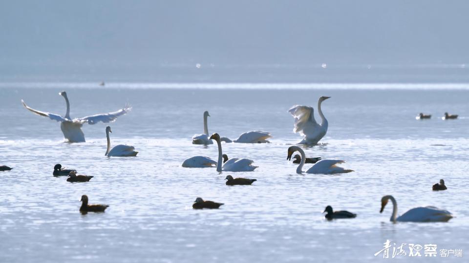天鹅翩翩舞 一域山水画_腾讯新闻