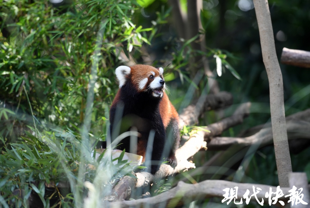 高黎贡山的小熊猫们十分喜爱水果冰,只见小熊猫来到了水果冰旁,好奇地
