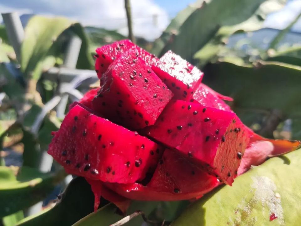 嫩滑!多汁!这颗红心火龙果,果肉自动"溜"进你的嘴里