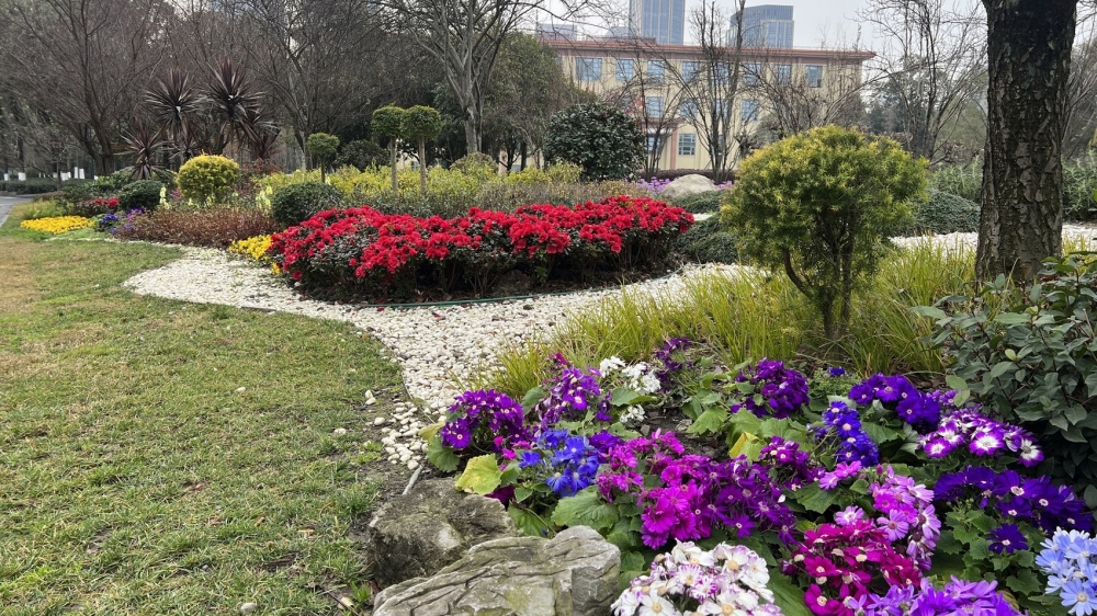 花重锦官城万千气象新迎新春成都上新110万余盆花