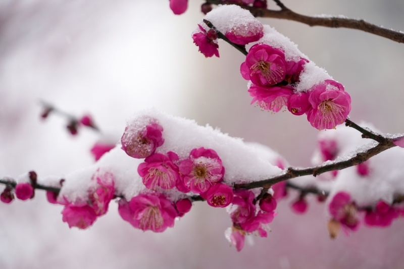 黄平瑞雪梅花两相映玉尘纷纷盖枝头