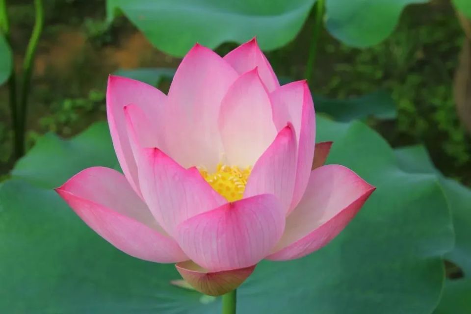 临近荷花季,你知道西湖里有多少种荷花吗?