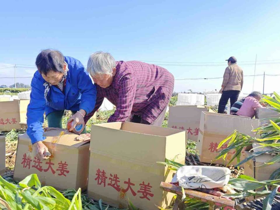 [南方生姜网-图片加载]