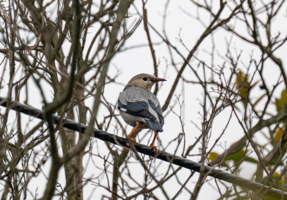 凤头麦鸡(中),白鹭(后)水鹨白鹡鸰黄头鹡鸰麻雀流苏鹬家燕白鹭一位