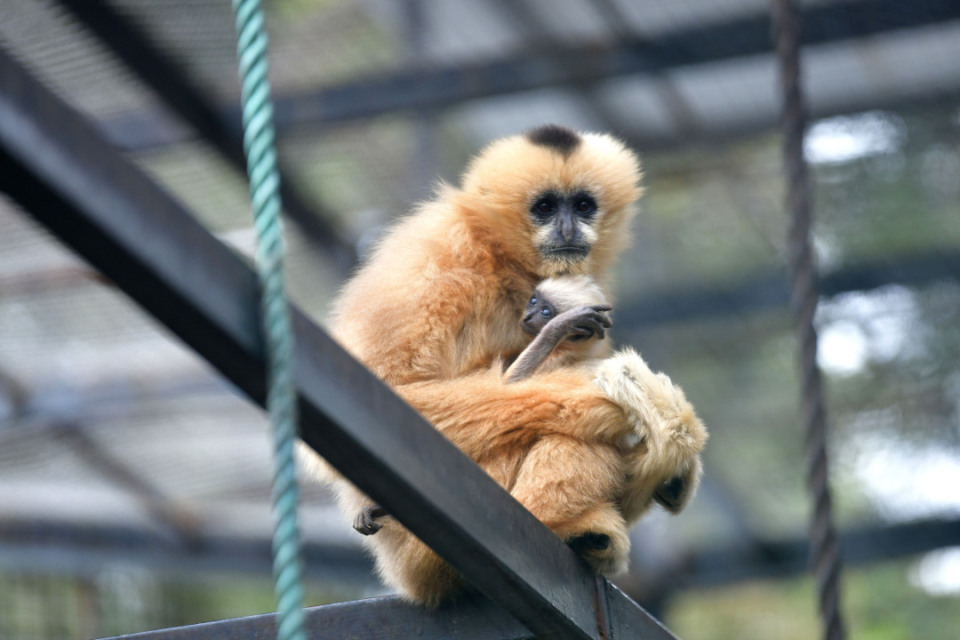 时隔18年,广州动物园再次成功繁育北白颊长臂猿