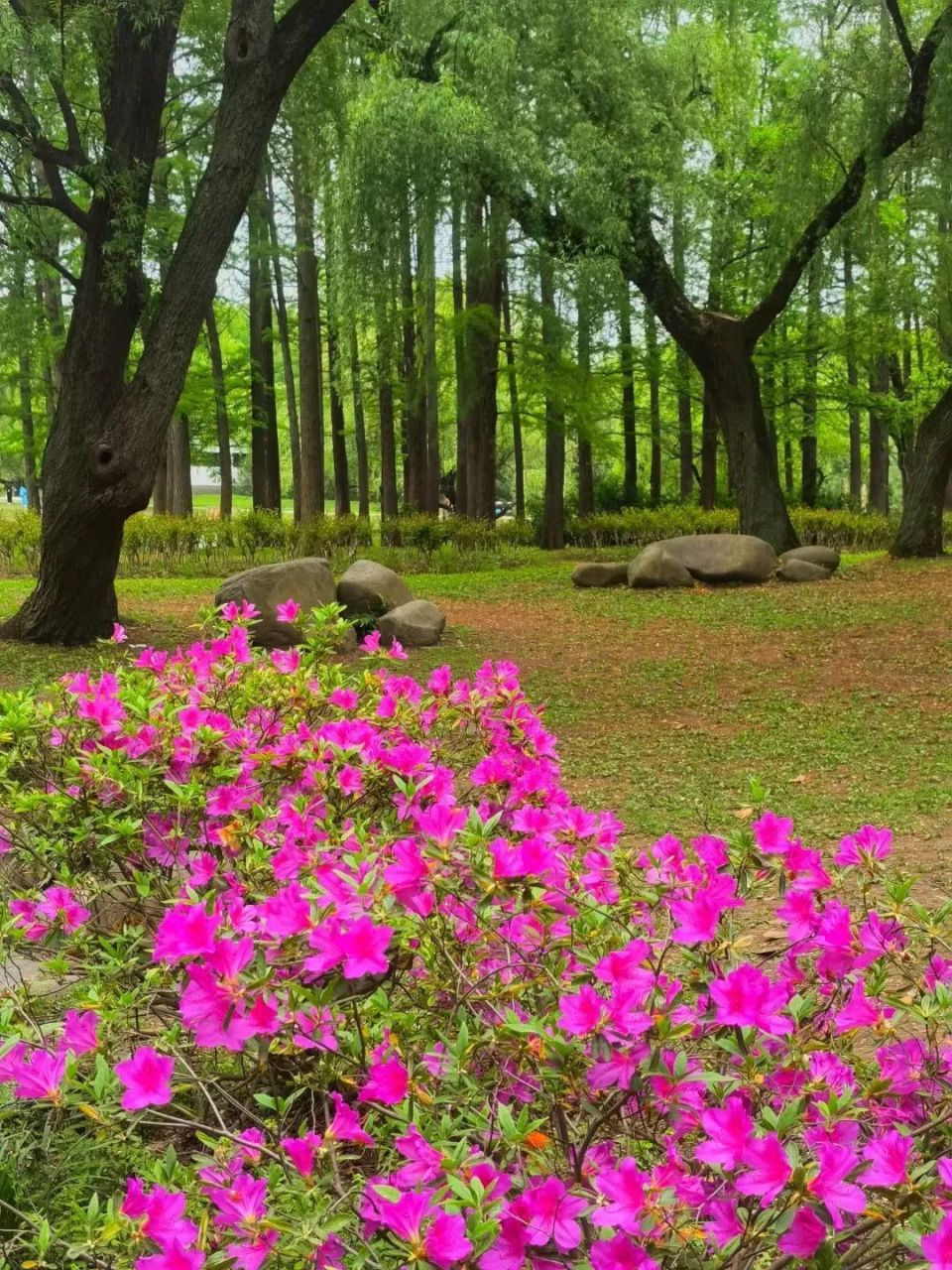 杜鹃花中的花魁盛放来这里看姹紫嫣红