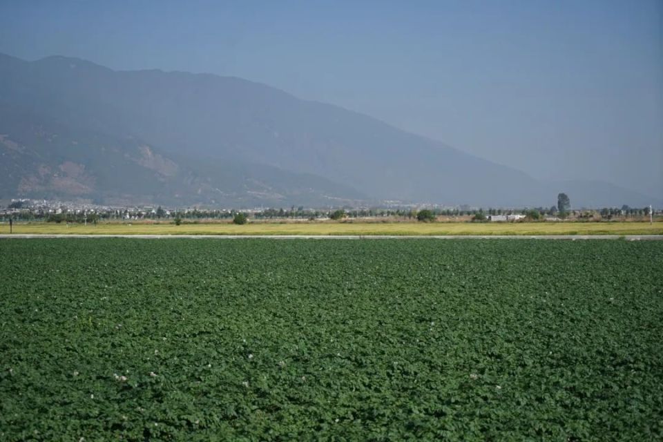 美丽的风景吸引了许多游客前来麦田游玩,还有白族艺人弹起三弦,吹起