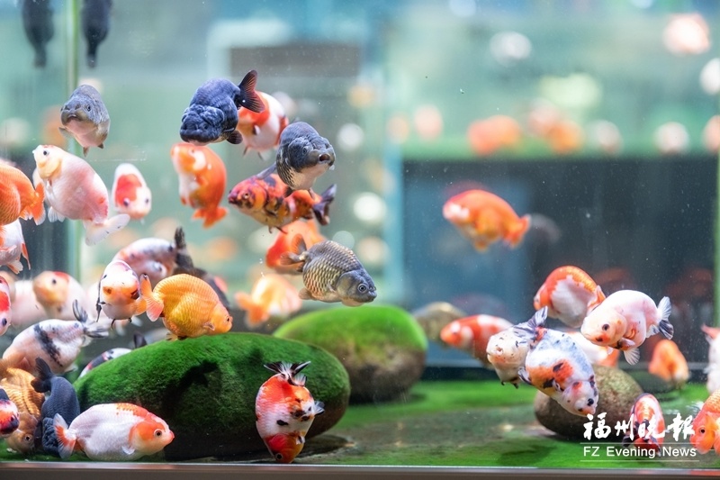 金鱼的成长是一个变化过程,同样的金鱼幼苗如果采用不同养殖方式和