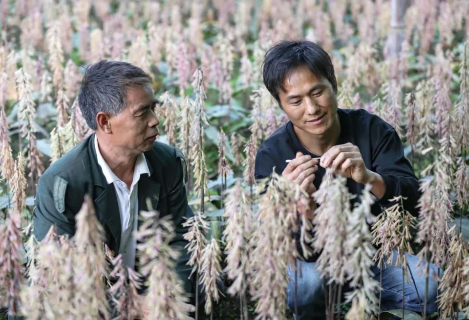 乡村行61看振兴丨绥阳:30余万亩金"药"匙打开致富门