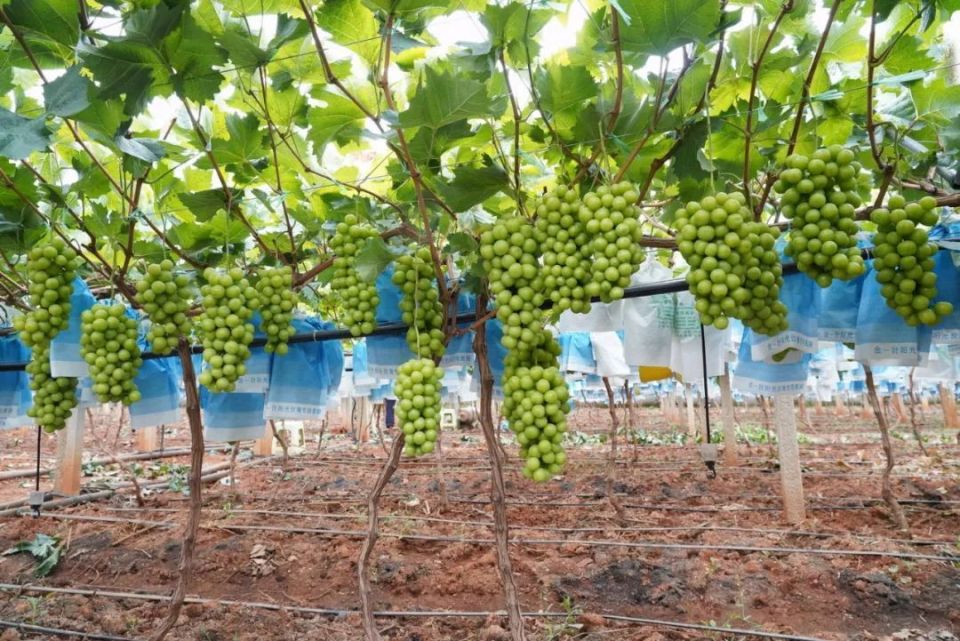 【沪滇协作】沪滇协作助力宾川水果走出去!