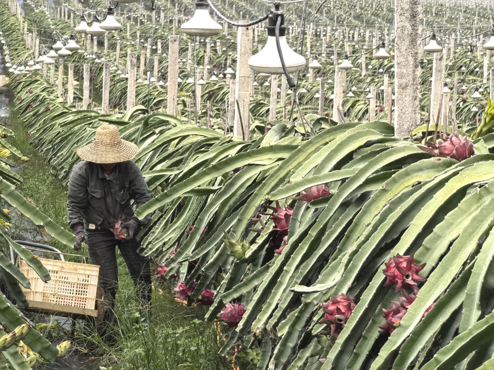 广西隆安:火龙果成"致富果"